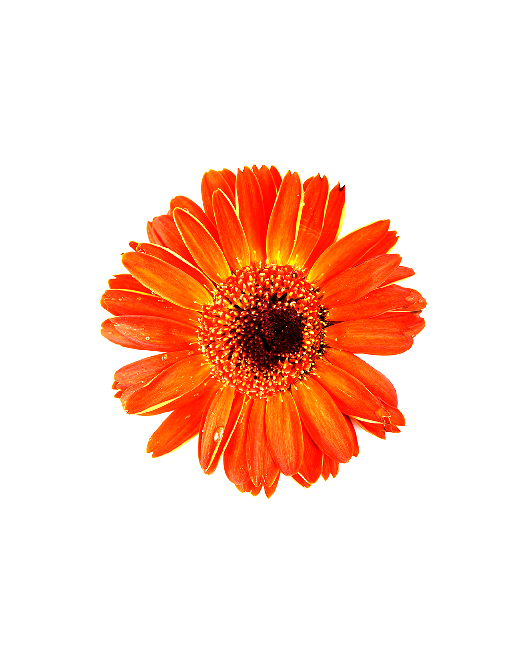 CAINNÉ ANGSTE Magazine | Issue No. 1